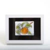 Odette Monaghan (Findlay, OH) Art & Artists Odette Monaghan "One Peach" Fused Glass Painting