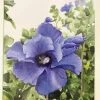 Findlay Art League (Janealla Killebrew) Art & Artists Janealla Killebrew: "Blue Flower" Watercolor Painting