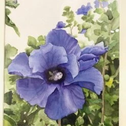 Findlay Art League (Janealla Killebrew) Art & Artists Janealla Killebrew: "Blue Flower" Watercolor Painting