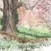 Findlay Art League (Barb Hahn) Art & Artists Barb Hahn: “Old Butternut Tree” Fine Art Print