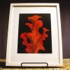 Vicky Bauman (Findlay, OH) Vicky Bauman: Framed Red Lily On Black Background (#103)