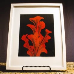 Vicky Bauman (Findlay, OH) Vicky Bauman: Framed Red Lily On Black Background (#103)